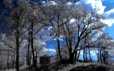 Ormanın güzel manzarası