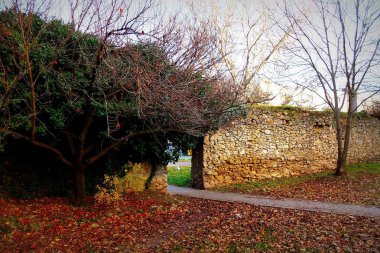 Ağacı ve büyük bir duvarı olan güzel bir manzara.