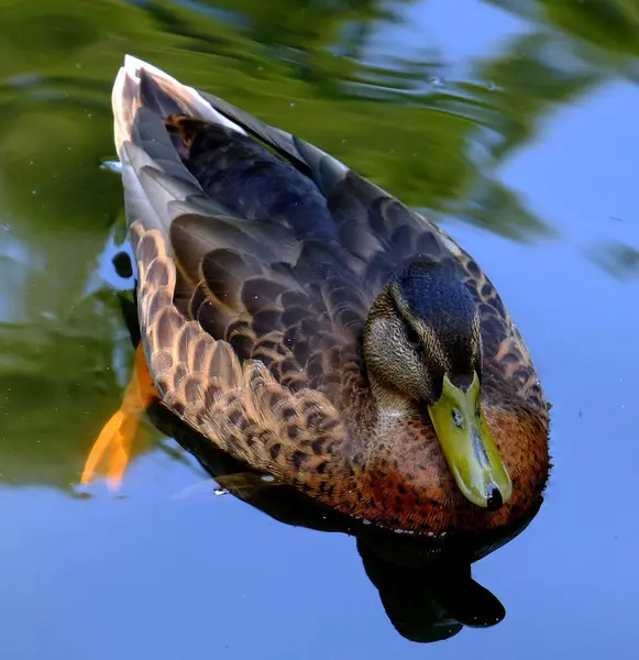 Gölde yüzen yaban ördeği.