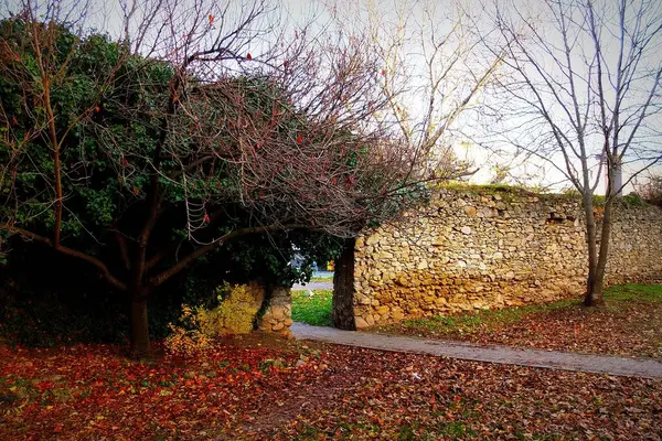 Ağacı ve büyük bir duvarı olan güzel bir manzara.