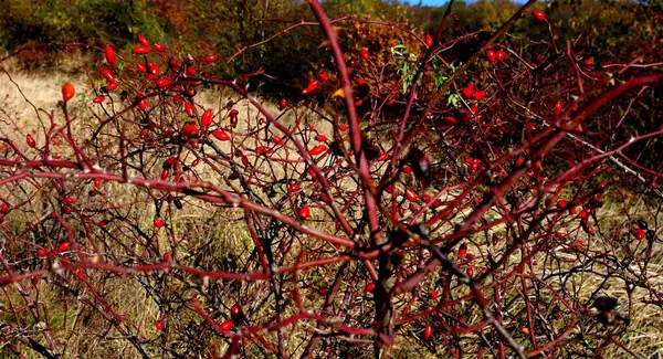 dry autumn leaves, fall season
