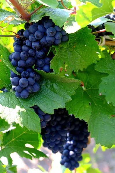 pezinok Slovakya seyahat tarihi asması 