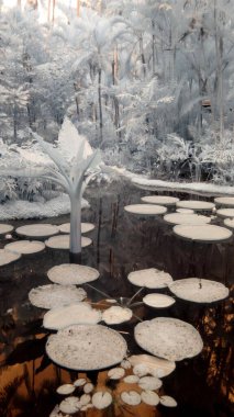 Güzel botanik fotoğrafı, doğal duvar kağıdı.