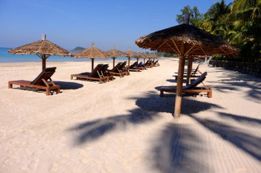 Plaj ve tropikal deniz ile palmiye ağaçları