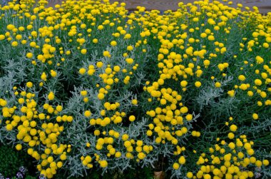 Bahçedeki sarı çiçek