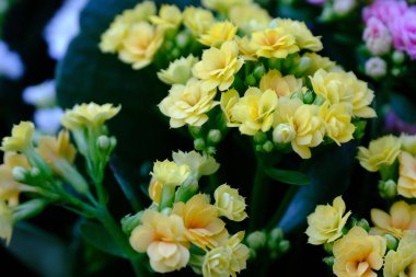 Bir buket güzel çiçek.