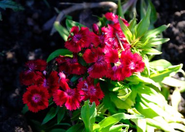 Bahçedeki güzel kırmızı çiçekler