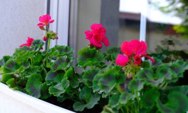 Çiçekler ve bitkiler balkonda