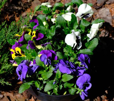 Ormanın arka planında güzel çiçekler