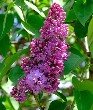 Çiçek açan leylak dalı. Leylak dallarındaki leylak çiçekleri. Bahar. bahar arkaplanı.
