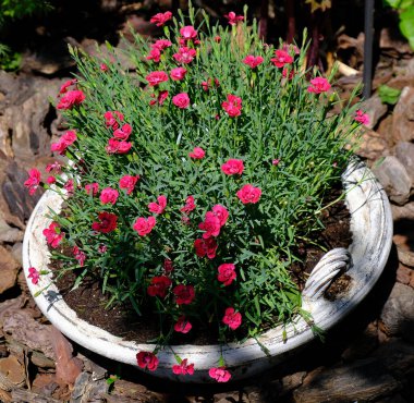 kırmızı güller ve bahçede bir saksı çiçek