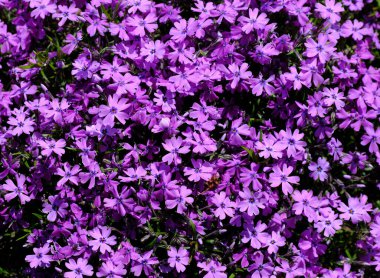 mor ve pembe kozmos çiçekleri