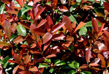 kırmızı ve yeşil yapraklar