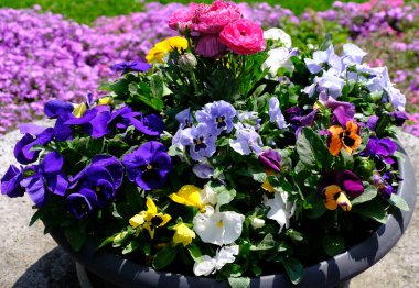 Tencerede renkli çiçekler.