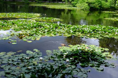 Su zambakları gölette