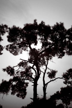 Ormandaki bir ağacın silueti