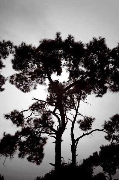 Ormandaki bir ağacın silueti