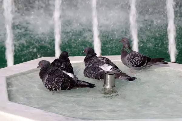 Çeşme, güvercinler