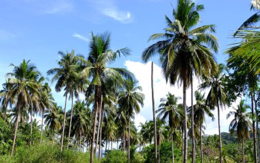 Palawan, cennet gibi tropikal manzaraları ve el değmemiş plajlarıyla Filipinler 'in gerçek bir mücevheri.