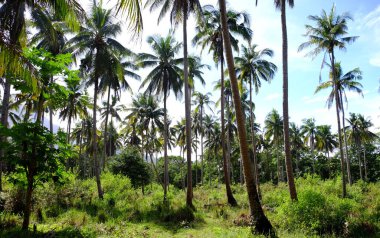 Palawan, cennet gibi tropikal manzaraları ve el değmemiş plajlarıyla Filipinler 'in gerçek bir mücevheri.