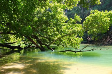 Palawan, cennet gibi tropikal manzaraları ve el değmemiş plajlarıyla Filipinler 'in gerçek bir mücevheri.