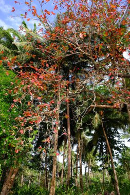 Palawan, cennet gibi tropikal manzaraları ve el değmemiş plajlarıyla Filipinler 'in gerçek bir mücevheri.