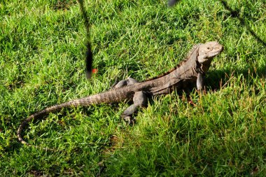 Orta Amerika 'daki Kosta Rika ülkesi güzel plajlar, vahşi yaşam sığınakları, lagünler, nehirler ve şelaleler, merkez pasifik bölgesi.