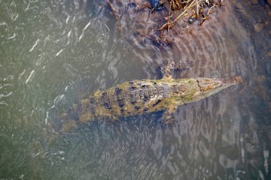 Orta Amerika 'daki Kosta Rika ülkesi güzel plajlar, vahşi yaşam sığınakları, lagünler, nehirler ve şelaleler, merkez pasifik bölgesi.