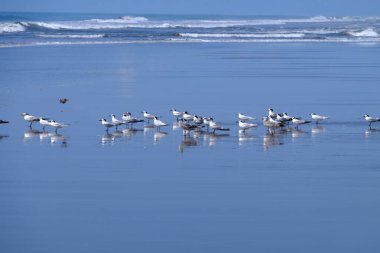 Orta Amerika 'daki Kosta Rika ülkesi güzel plajlar, vahşi yaşam sığınakları, lagünler, nehirler ve şelaleler, merkez pasifik bölgesi.