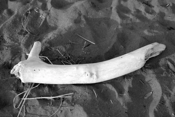 Orta Amerika 'daki Kosta Rika ülkesi güzel plajlar, vahşi yaşam sığınakları, lagünler, nehirler ve şelaleler, merkez pasifik bölgesi.