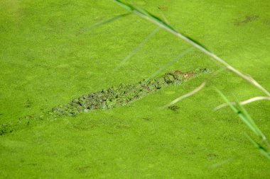 Orta Amerika 'daki Kosta Rika ülkesi güzel plajlar, vahşi yaşam sığınakları, lagünler, nehirler ve şelaleler, merkez pasifik bölgesi.