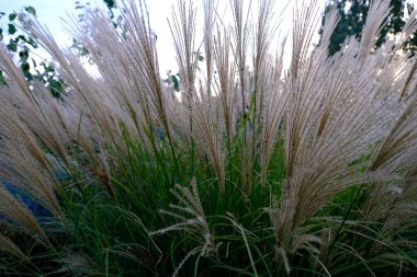 Yakın çekim - güzel kır çiçekleri