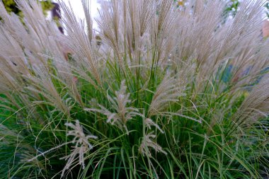 Güzel çiçekler, otantik romantik çiçekler.