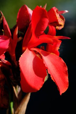 Bahçedeki güzel çiçekler