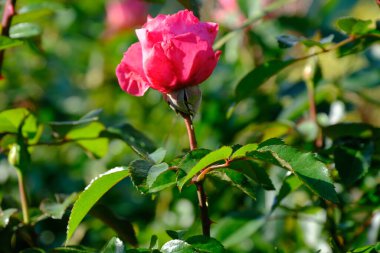 Yeşil yapraklı kırmızı gül