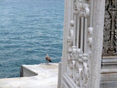 Martı şehrin çatısında.