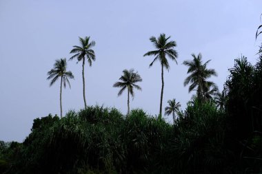 Sri Lanka Seylan Theravada Budizm Doğa tecrübesi Hint Okyanusu 'na kurulmuş gözyaşı damlası şeklindeki adayı deneyimliyor.