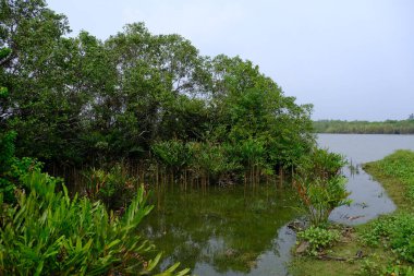 Sri Lanka Seylan Theravada Budizm Doğa tecrübesi Hint Okyanusu 'na kurulmuş gözyaşı damlası şeklindeki adayı deneyimliyor.