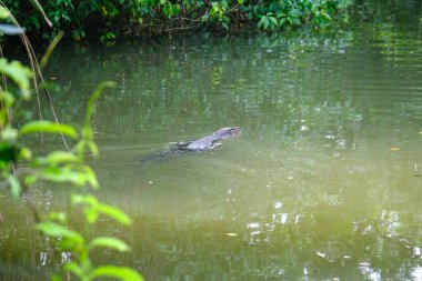 Sri Lanka Seylan Theravada Budizm Doğa tecrübesi Hint Okyanusu 'na kurulmuş gözyaşı damlası şeklindeki adayı deneyimliyor.