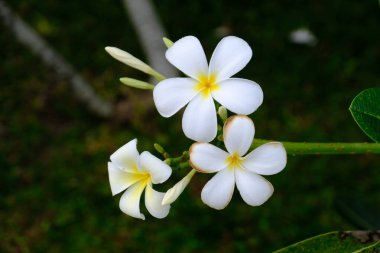 Sri Lanka Seylan Theravada Budizm Doğa tecrübesi Hint Okyanusu 'na kurulmuş gözyaşı damlası şeklindeki adayı deneyimliyor.