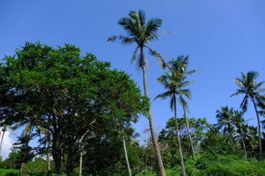 Sri Lanka Seylan Theravada Budizm Doğa tecrübesi Hint Okyanusu 'na kurulmuş gözyaşı damlası şeklindeki adayı deneyimliyor.