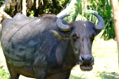 Sri Lanka Seylan Theravada Budizm Doğa tecrübesi Hint Okyanusu 'na kurulmuş gözyaşı damlası şeklindeki adayı deneyimliyor.