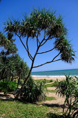 Sri Lanka Seylan Theravada Budizm Doğa tecrübesi Hint Okyanusu 'na kurulmuş gözyaşı damlası şeklindeki adayı deneyimliyor.