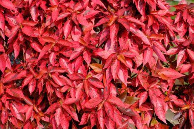 Sri Lanka Seylan Theravada Budizm Doğa tecrübesi Hint Okyanusu 'na kurulmuş gözyaşı damlası şeklindeki adayı deneyimliyor.