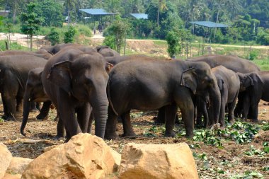 Sri Lanka Seylan Theravada Budizm Doğa tecrübesi Hint Okyanusu 'na kurulmuş gözyaşı damlası şeklindeki adayı deneyimliyor.