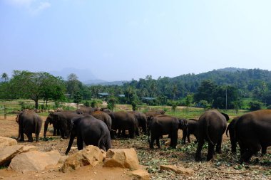Sri Lanka Seylan Theravada Budizm Doğa tecrübesi Hint Okyanusu 'na kurulmuş gözyaşı damlası şeklindeki adayı deneyimliyor.