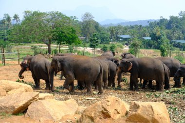 Sri Lanka Seylan Theravada Budizm Doğa tecrübesi Hint Okyanusu 'na kurulmuş gözyaşı damlası şeklindeki adayı deneyimliyor.