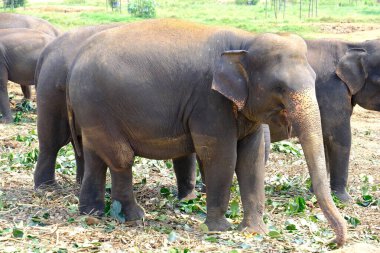 Sri Lanka Seylan Theravada Budizm Doğa tecrübesi Hint Okyanusu 'na kurulmuş gözyaşı damlası şeklindeki adayı deneyimliyor.
