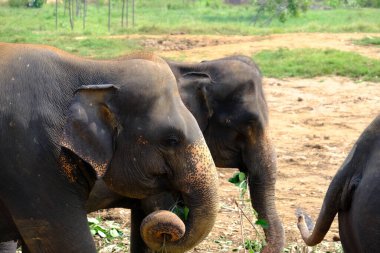 Sri Lanka Seylan Theravada Budizm Doğa tecrübesi Hint Okyanusu 'na kurulmuş gözyaşı damlası şeklindeki adayı deneyimliyor.