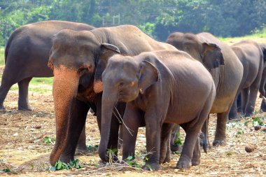 Sri Lanka Seylan Theravada Budizm Doğa tecrübesi Hint Okyanusu 'na kurulmuş gözyaşı damlası şeklindeki adayı deneyimliyor.
